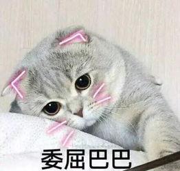 娱乐吃瓜君折耳猫七七,折耳猫的娱乐传奇 第2张 娱乐吃瓜君折耳猫七七,折耳猫的娱乐传奇 第2张